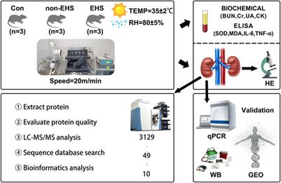 Proteomics analyses of acute kidney injury biomarkers in a rat exertional heat stroke model